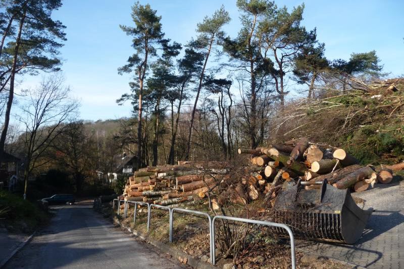 Baufeldräumung / Rodung Schwartz Gartenbau