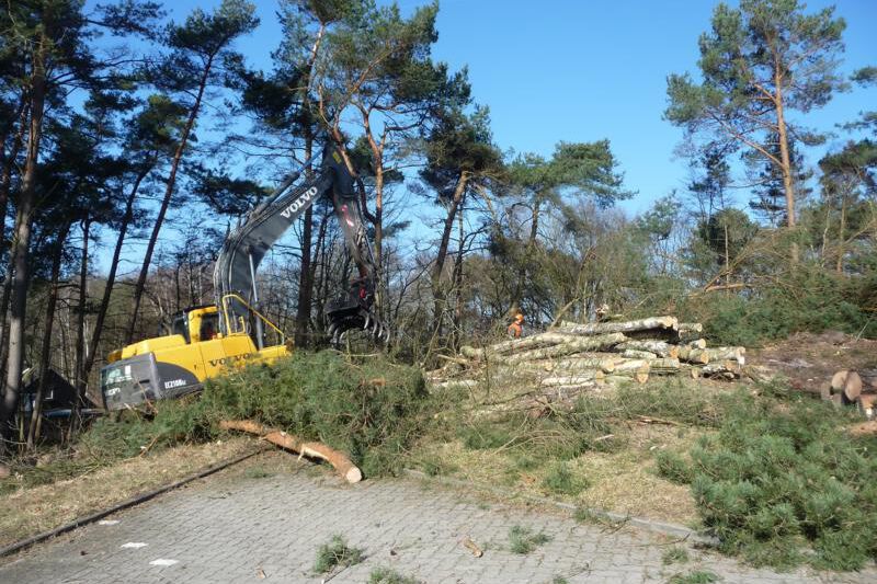 Baufeldräumung / Rodung Schwartz Gartenbau